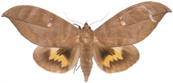 http://www.mothsofborneo.com/part-15-16/images/plate13/7.jpg