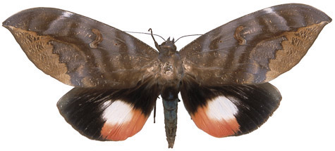 http://www.mothsofborneo.com/part-15-16/images/plate13/8.jpg