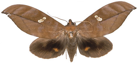 http://www.mothsofborneo.com/part-15-16/images/plate13/9.jpg